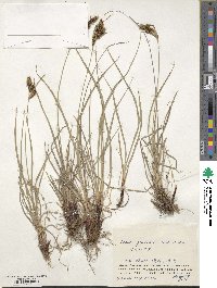 Carex gmelinii image