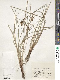 Carex gmelinii image