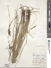 Carex gmelinii image