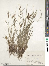 Carex gmelinii image