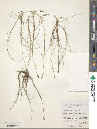 Carex nardina image