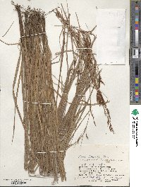 Carex hattoriana image