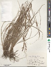 Carex hattoriana image