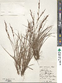 Carex hattoriana image