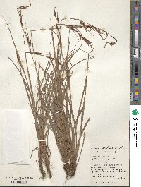 Carex hattoriana image