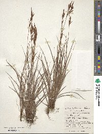 Carex hattoriana image