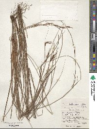 Carex hattoriana image