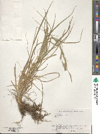 Carex hondoensis image