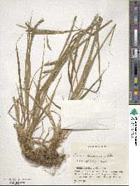 Carex hondoensis image