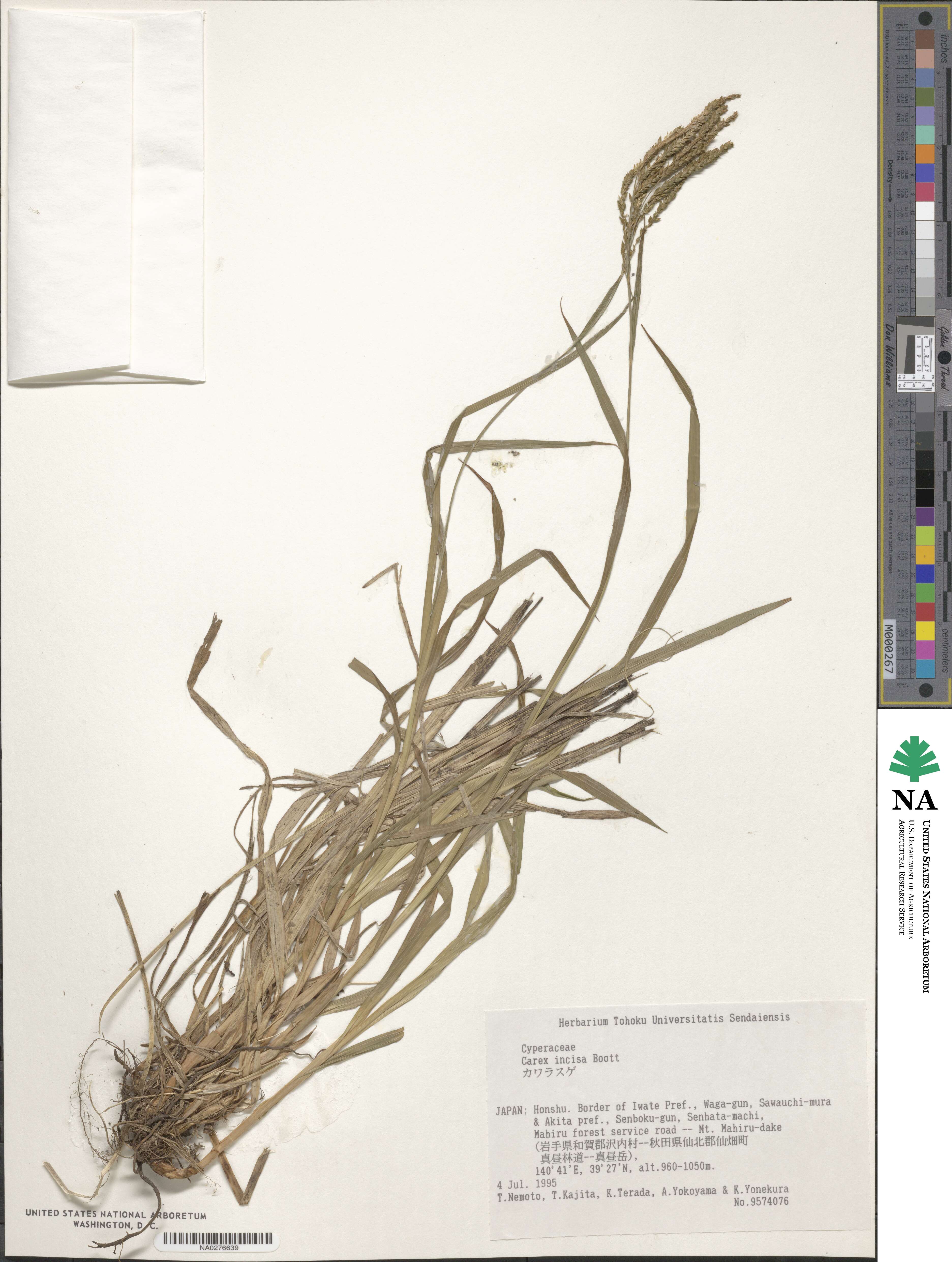 Carex incisa image