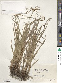 Carex incisa image