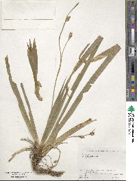 Carex insaniae image