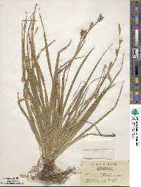 Carex insaniae image