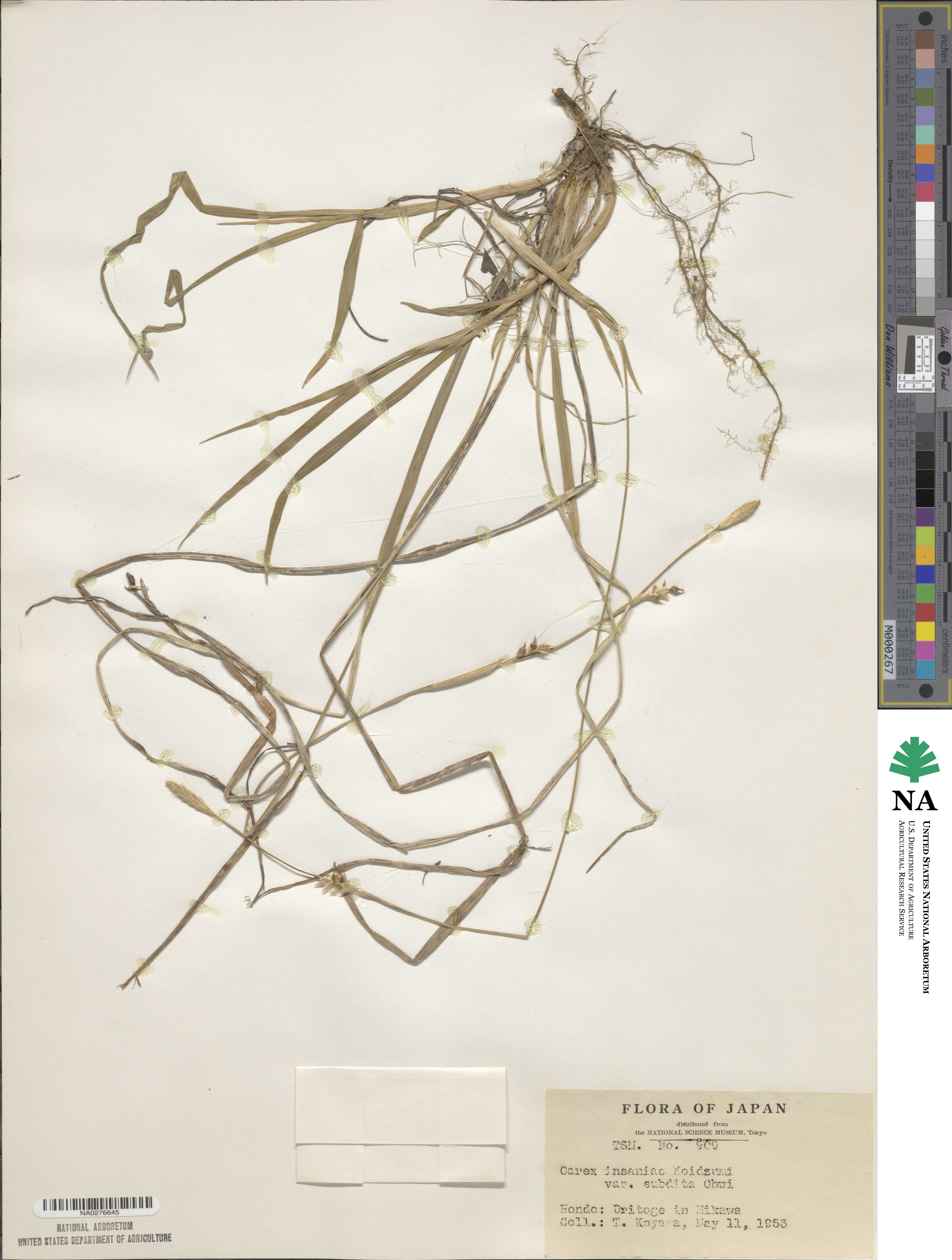 Carex insaniae var. subdita image