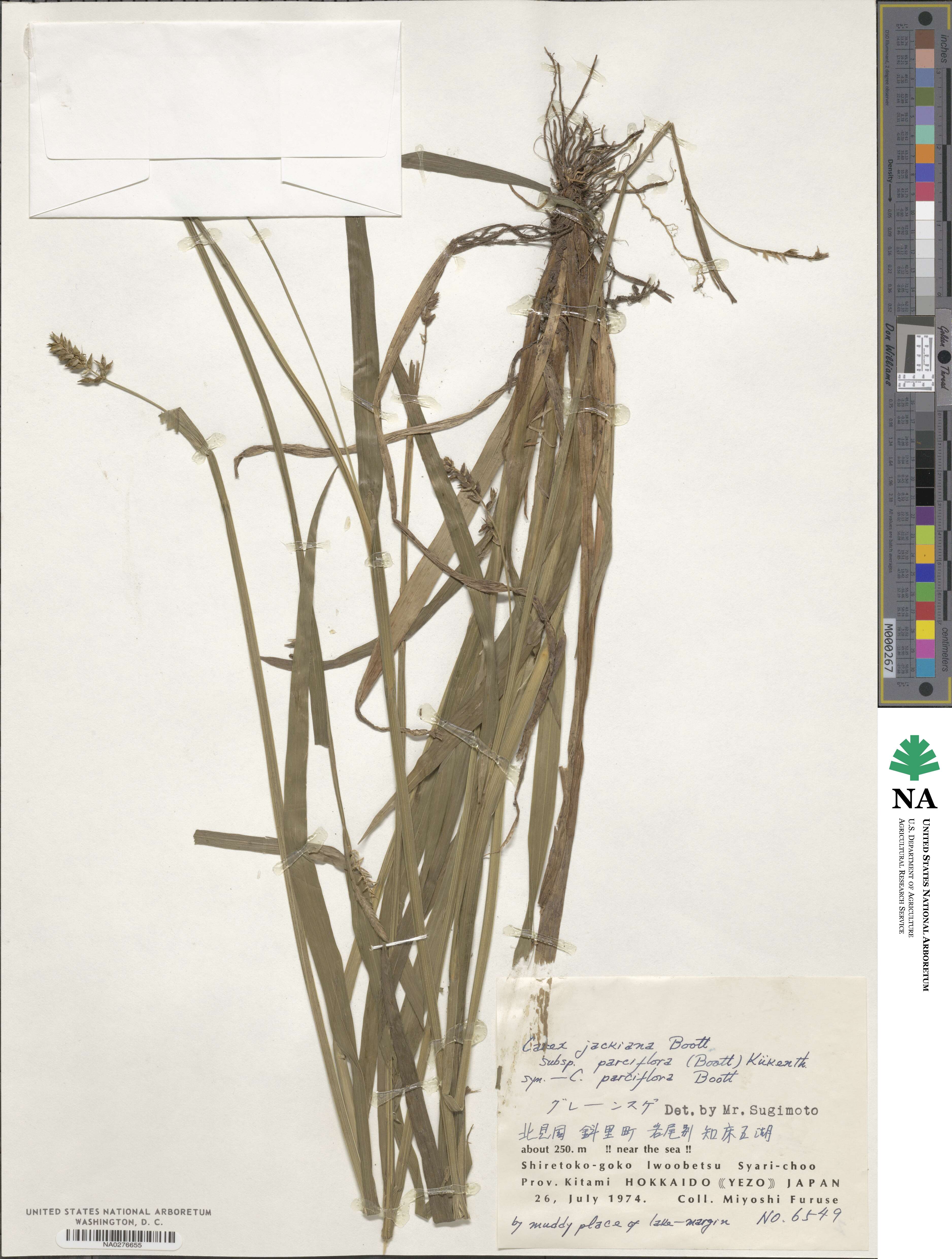 Carex parciflora image