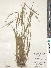 Carex parciflora image