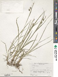 Carex japonica image