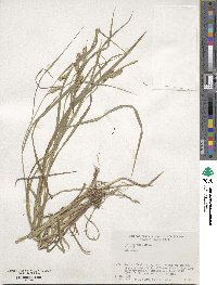 Carex japonica image