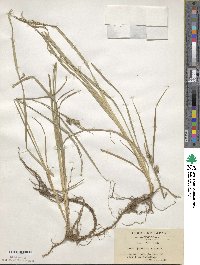 Carex japonica image