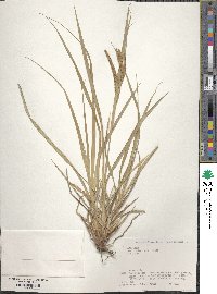 Carex kiotensis image