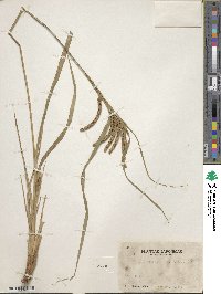 Carex kiotensis image