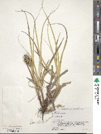 Carex kobomugi image