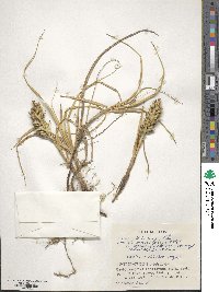 Carex kobomugi image