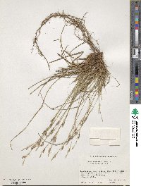 Carex lanceolata image