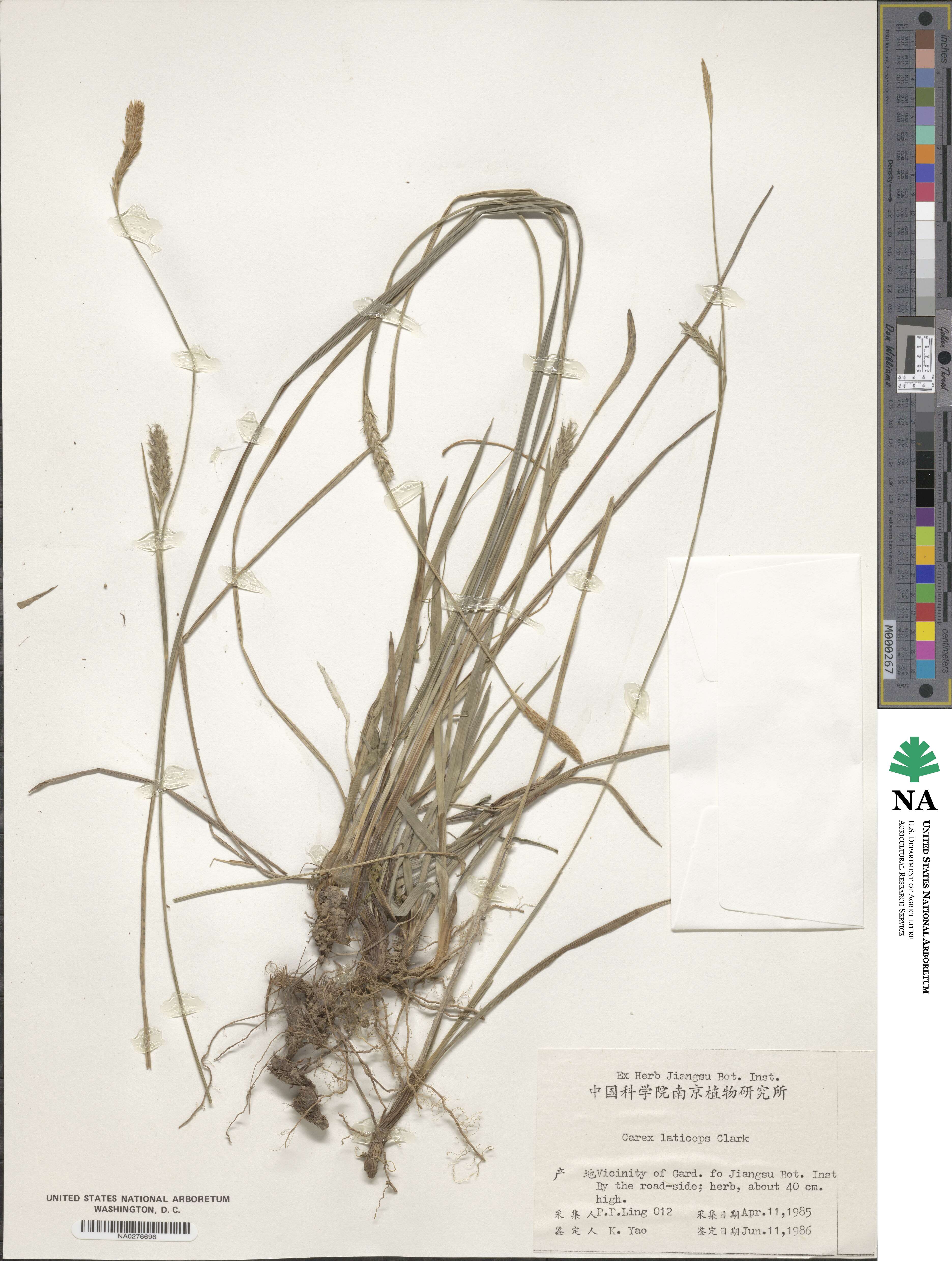 Carex sampsonii image