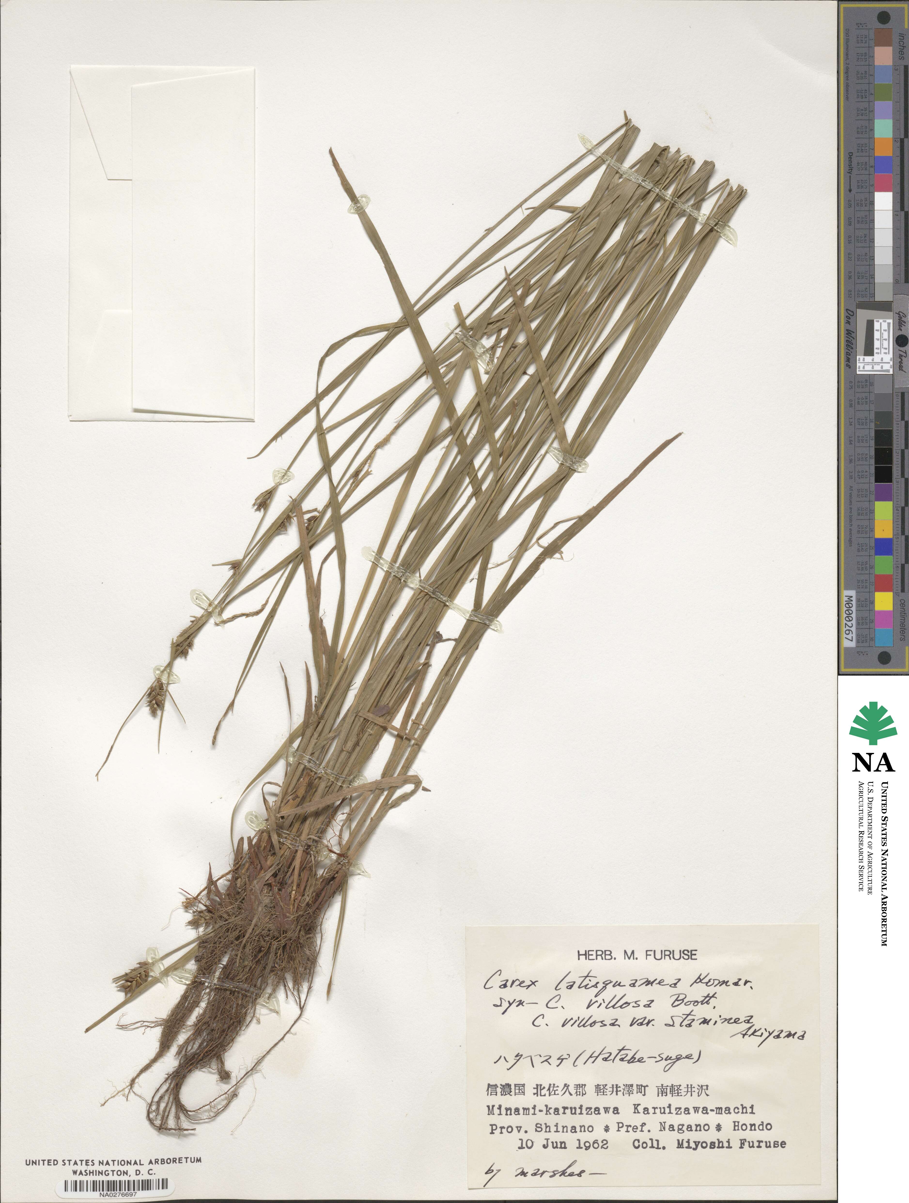 Carex latisquamea image