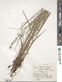 Carex latisquamea image