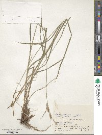 Carex latisquamea image