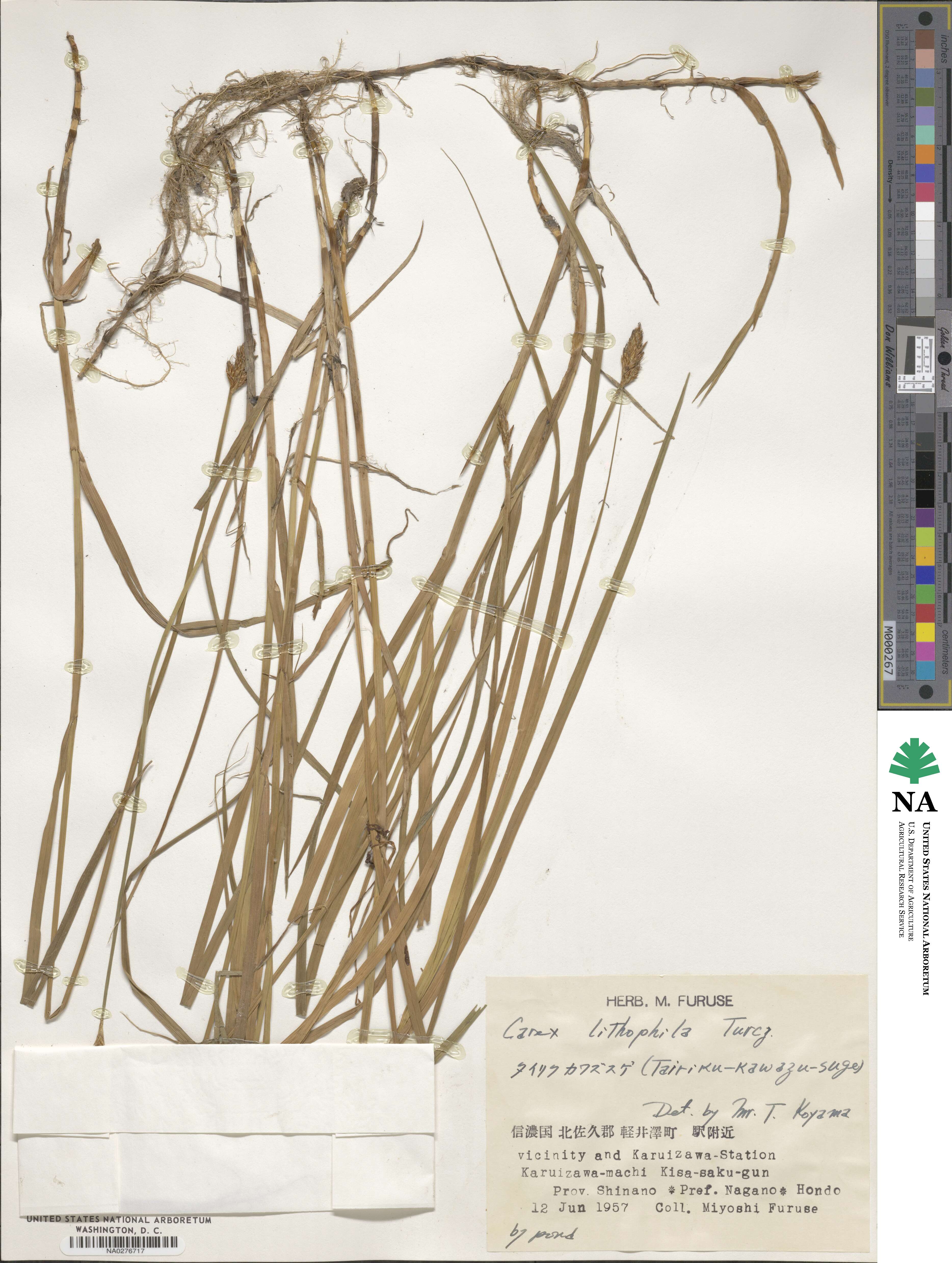 Carex lithophila image