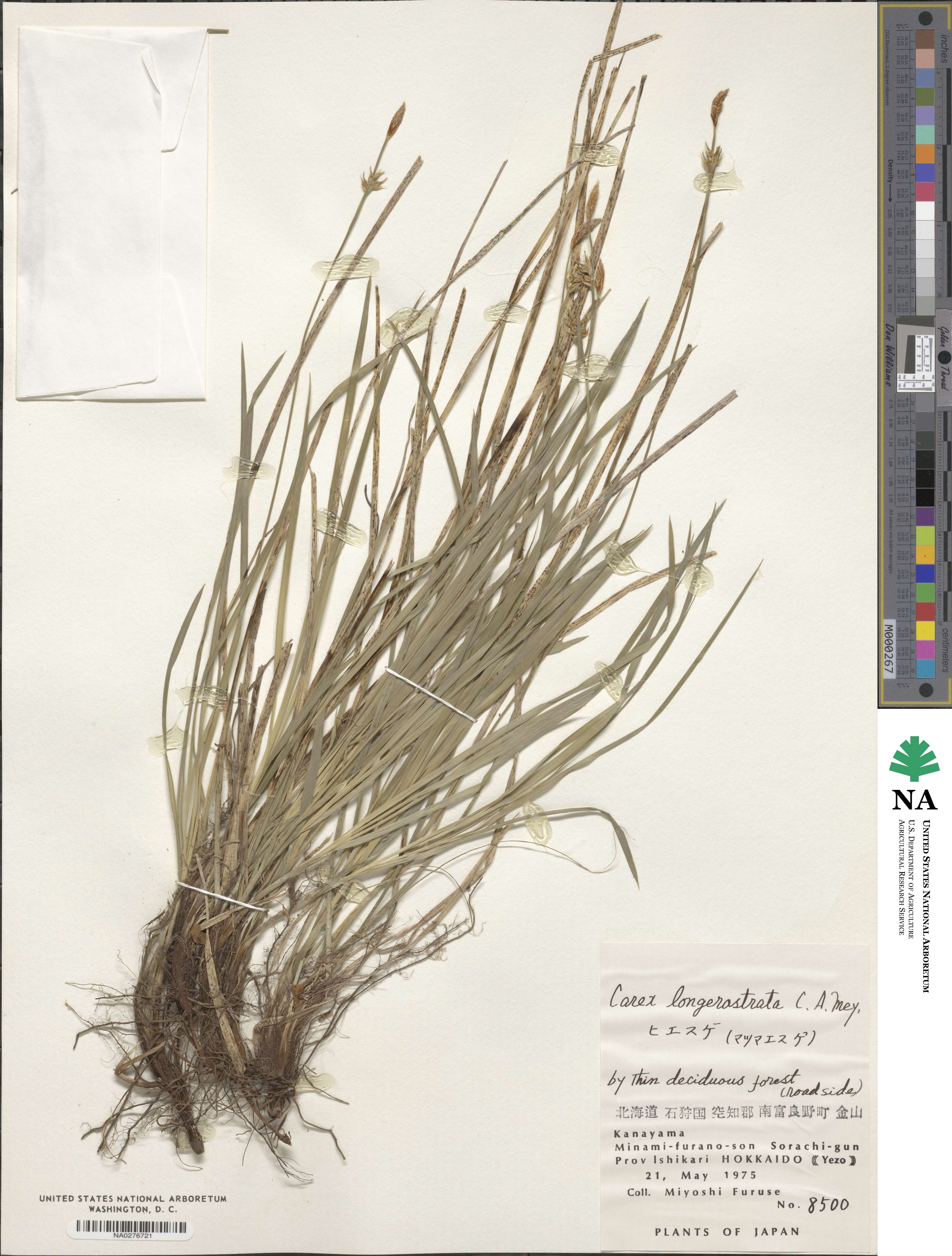 Carex longerostrata image