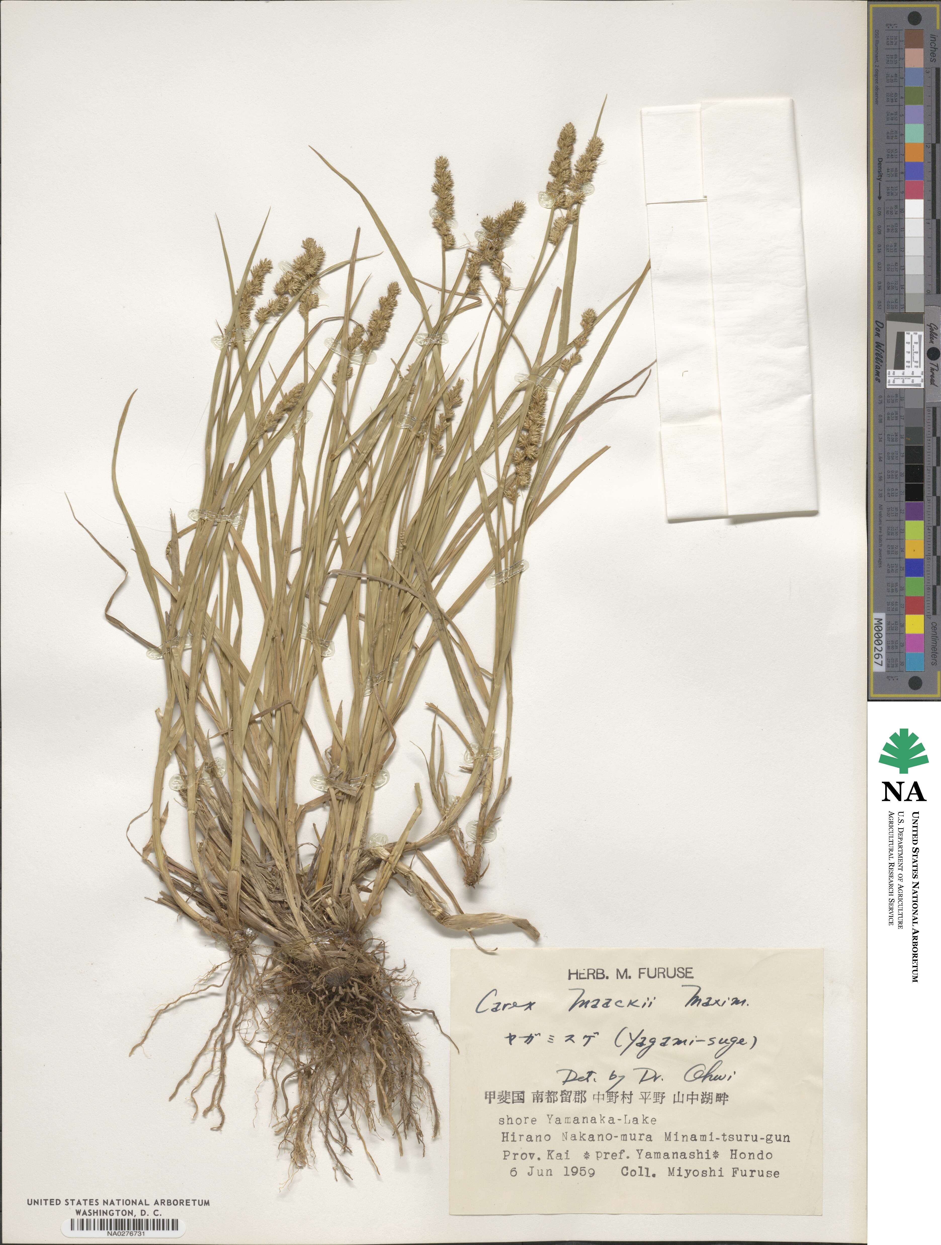 Carex maackii image