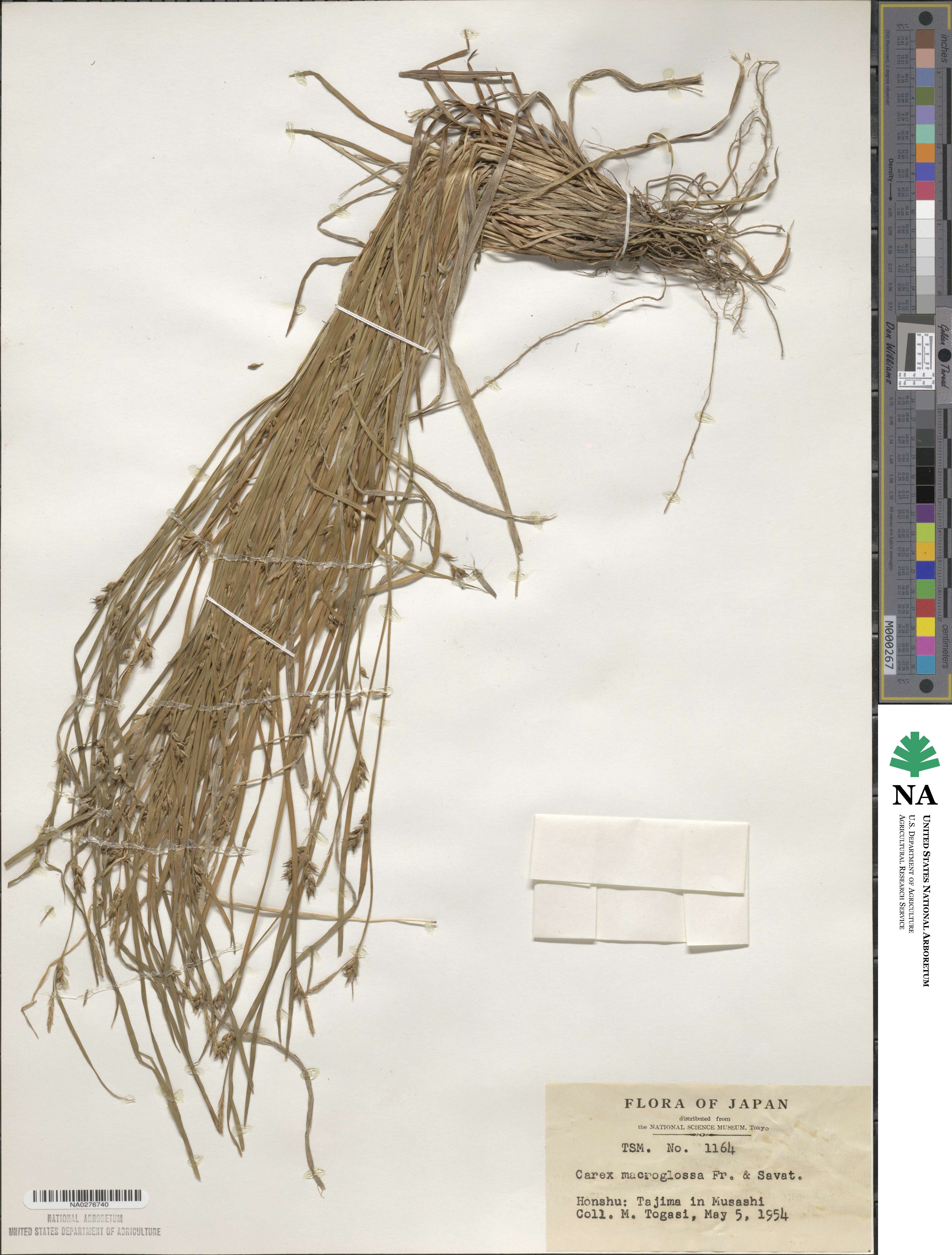 Carex macroglossa image