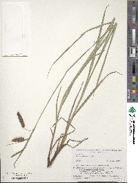 Carex maximowiczii image