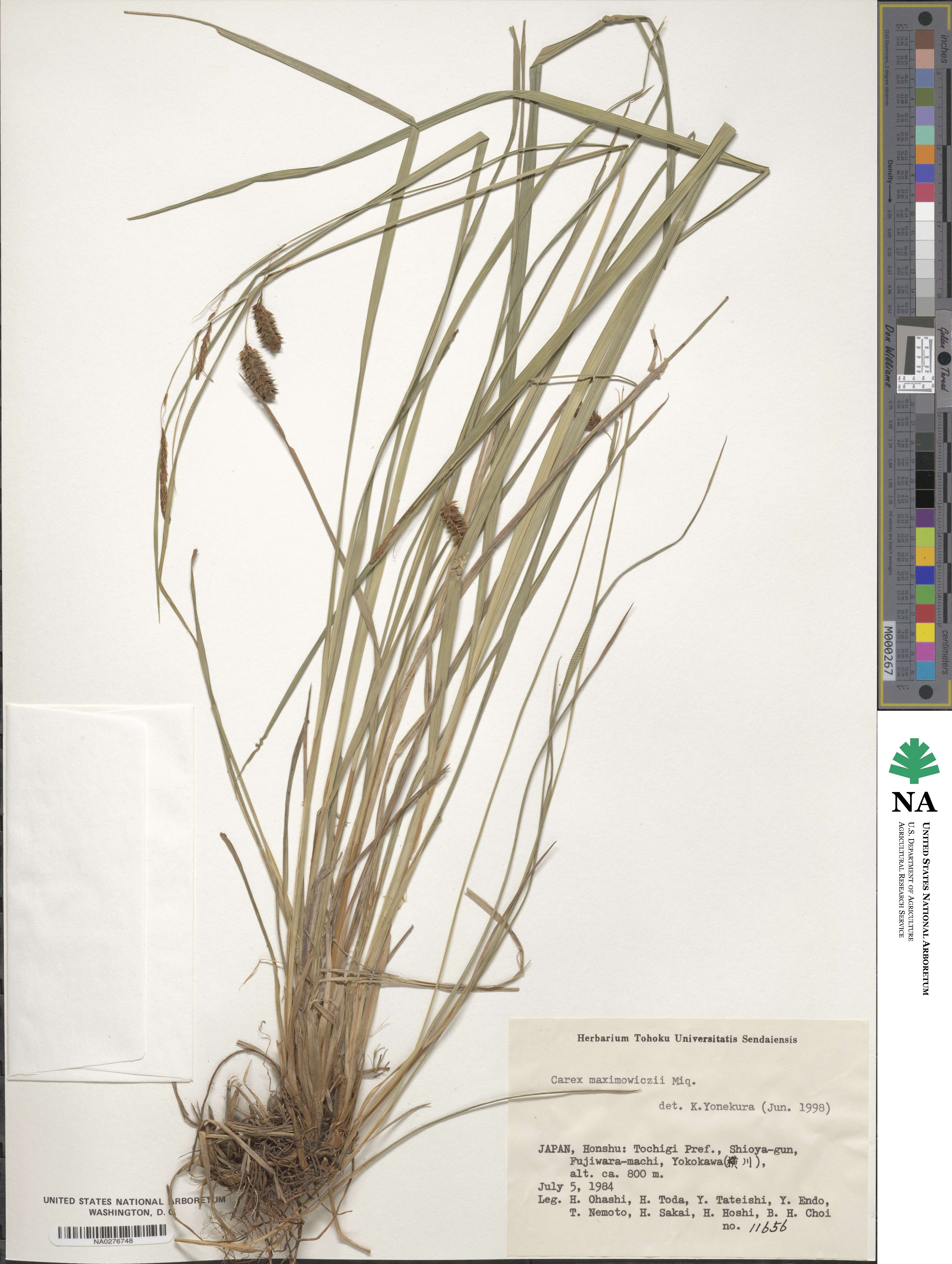 Carex maximowiczii image