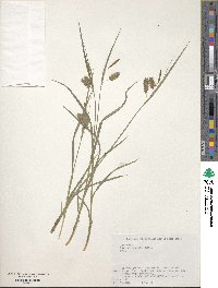 Carex maximowiczii image