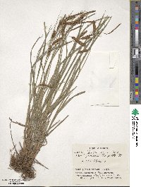 Carex maximowiczii image