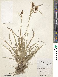 Carex mertensii var. urostachys image