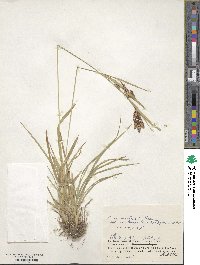 Carex mertensii var. urostachys image