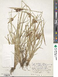 Carex mertensii var. urostachys image