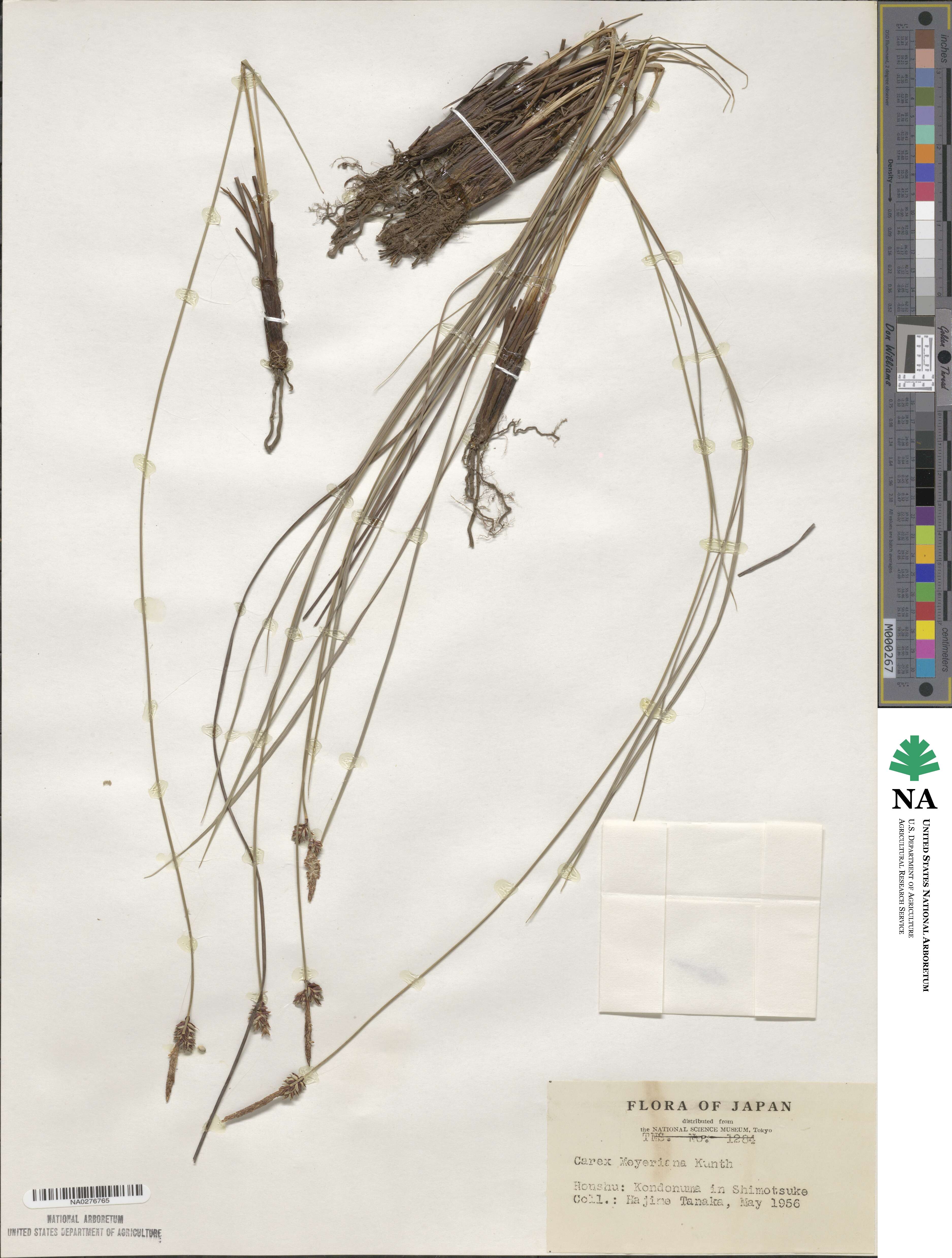Carex meyeriana image