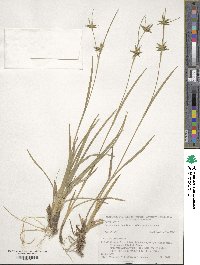 Carex michauxiana subsp. asiatica image