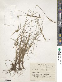 Carex caryophyllea image