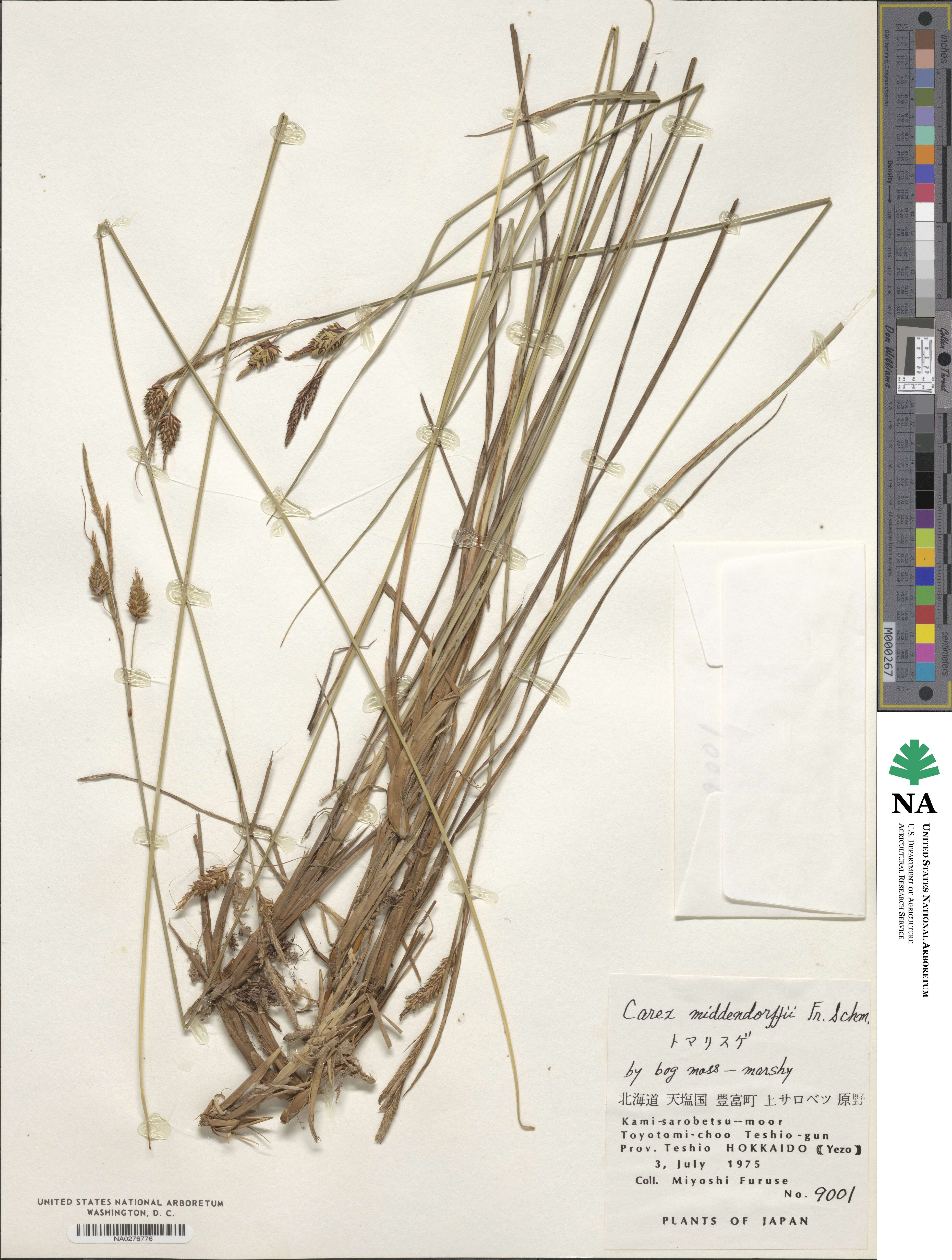 Carex middendorffii image
