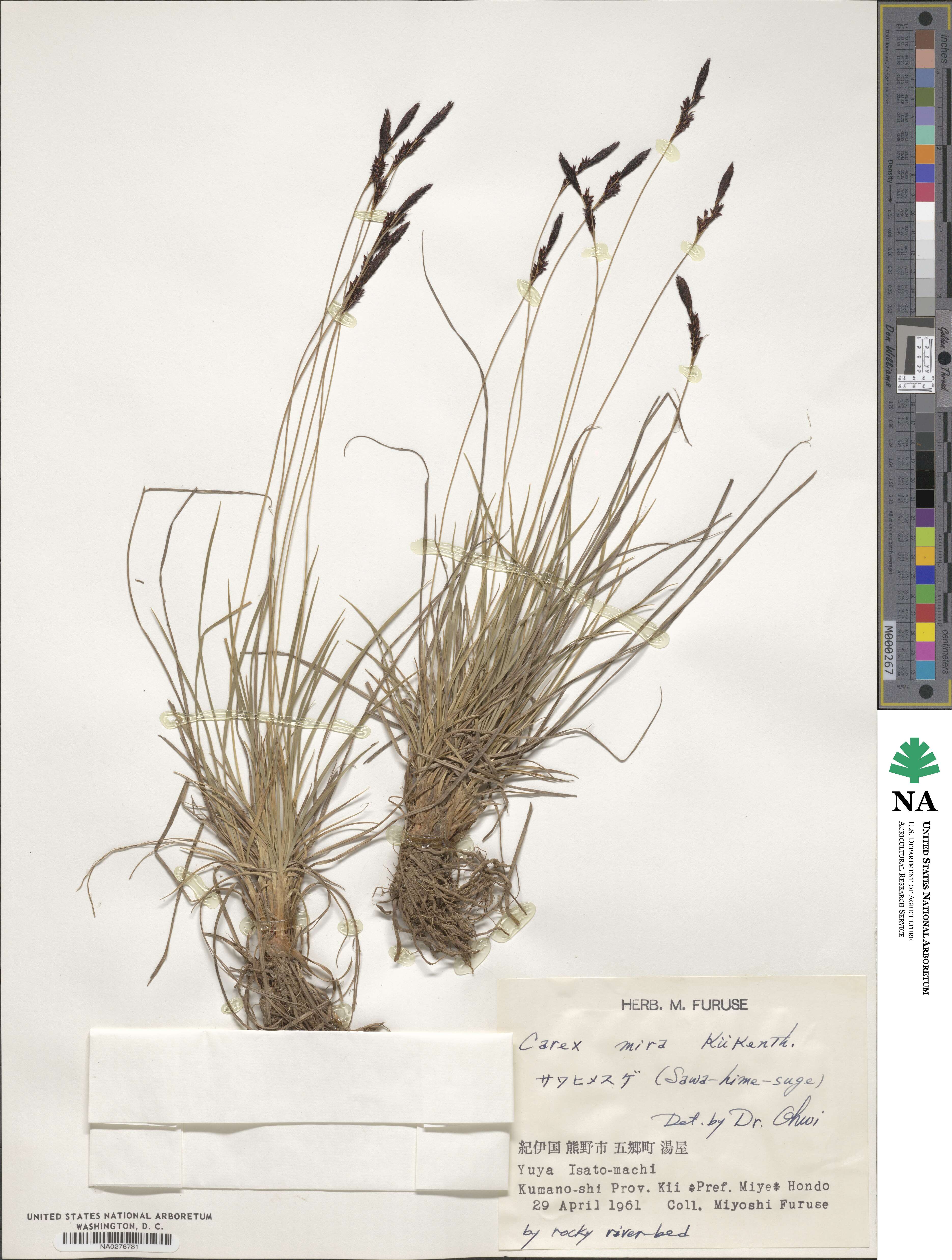 Carex mira image