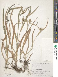 Carex mollicula image