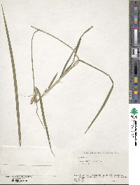 Carex mollicula image